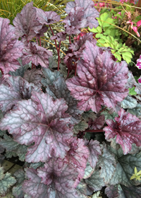 Heuchera  'Plum Pudding'